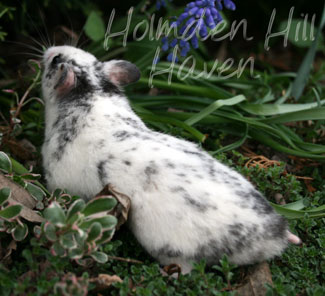 Hokey Pokey- Black Dominant Spot Shorthaired Syrian Hamster