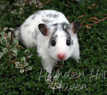 Hokey Pokey- Black Dominant Spot Shorthaired Syrian Hamster