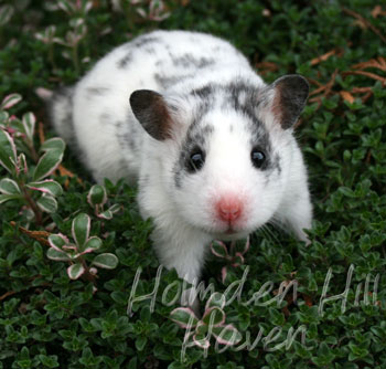 Hokey Pokey- Black Dominant Spot Shorthaired Syrian Hamster