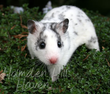 Hokey Pokey- Black Dominant Spot Shorthaired Syrian Hamster