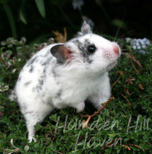 Hokey Pokey- Black Dominant Spot Shorthaired Syrian Hamster