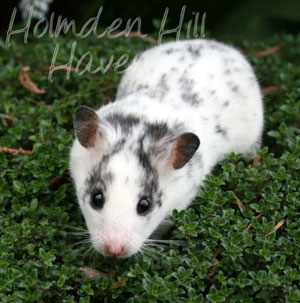 Hokey Pokey- Black Dominant Spot Shorthaired Syrian Hamster