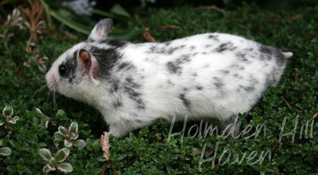 Hokey Pokey- Black Dominant Spot Shorthaired Syrian Hamster