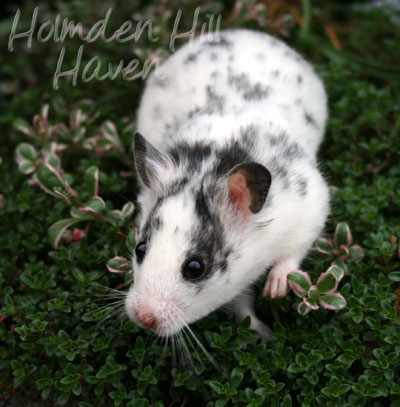 Hokey Pokey- Black Dominant Spot Shorthaired Syrian Hamster