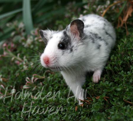 Hokey Pokey- Black Dominant Spot Shorthaired Syrian Hamster