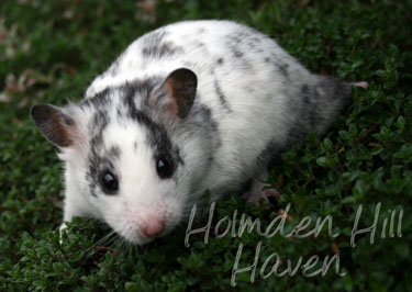 Hokey Pokey- Black Dominant Spot Shorthaired Syrian Hamster