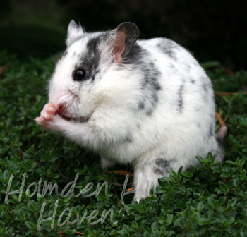 Hokey Pokey- Black Dominant Spot Shorthaired Syrian Hamster