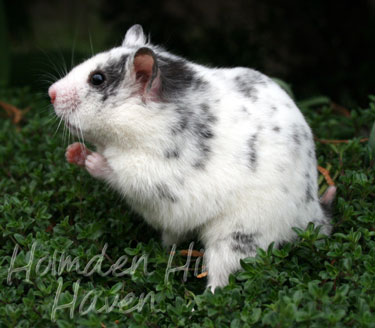 Hokey Pokey- Black Dominant Spot Shorthaired Syrian Hamster