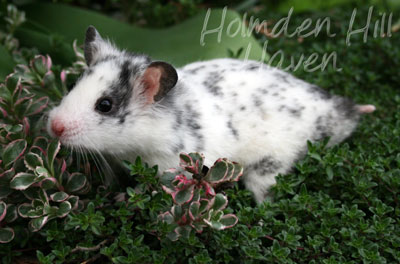 Hokey Pokey- Black Dominant Spot Shorthaired Syrian Hamster