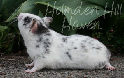 Hokey Pokey- Black Dominant Spot Shorthaired Syrian Hamster