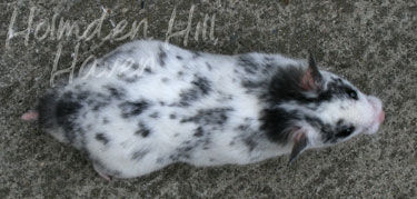 Hokey Pokey- Black Dominant Spot Shorthaired Syrian Hamster