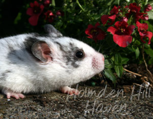 Hokey Pokey- Black Dominant Spot Shorthaired Syrian Hamster