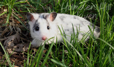 Hokey Pokey- Black Dominant Spot Shorthaired Syrian Hamster