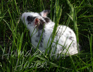 Hokey Pokey- Black Dominant Spot Shorthaired Syrian Hamster