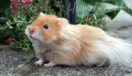 Hurly Burly- Cinnamon Longhaired Syrian Hamster