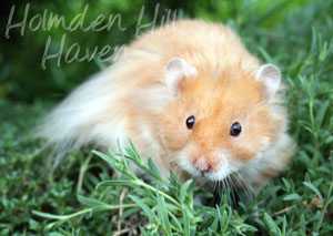 Hurly Burly- Cinnamon Longhaired Syrian Hamster