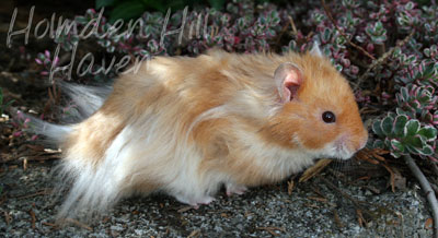 Hurly Burly- Cinnamon Longhaired Syrian Hamster