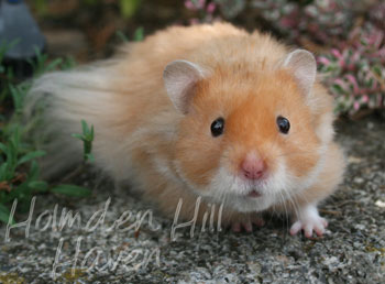 Hurly Burly- Cinnamon Longhaired Syrian Hamster