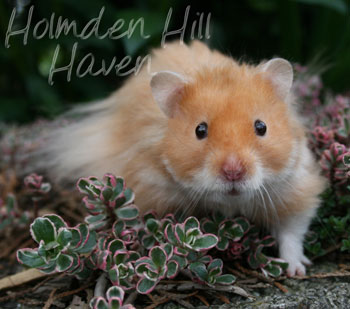 Hurly Burly- Cinnamon Longhaired Syrian Hamster