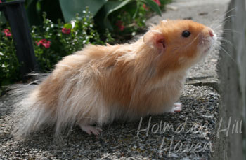 Hurly Burly- Cinnamon Longhaired Syrian Hamster