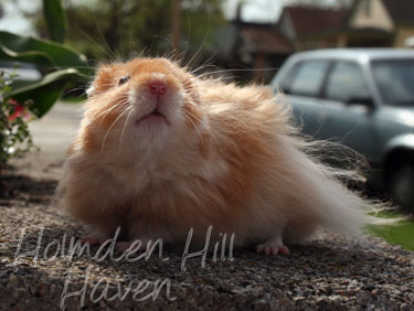 Hurly Burly- Cinnamon Longhaired Syrian Hamster