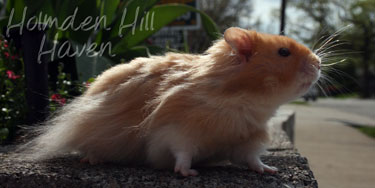 Hurly Burly- Cinnamon Longhaired Syrian Hamster