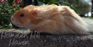 Hurly Burly- Cinnamon Longhaired Syrian Hamster