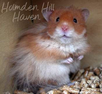 Hurly Burly- Cinnamon Longhaired Syrian Hamster