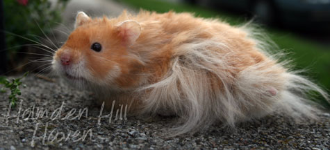 Hurly Burly- Cinnamon Longhaired Syrian Hamster