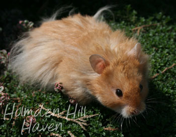 Hurly Burly- Cinnamon Longhaired Syrian Hamster