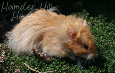 Hurly Burly- Cinnamon Longhaired Syrian Hamster