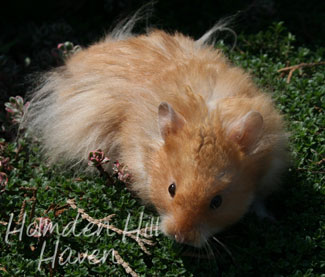 Hurly Burly- Cinnamon Longhaired Syrian Hamster