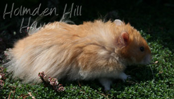 Hurly Burly- Cinnamon Longhaired Syrian Hamster