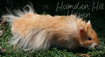 Hurly Burly- Cinnamon Longhaired Syrian Hamster