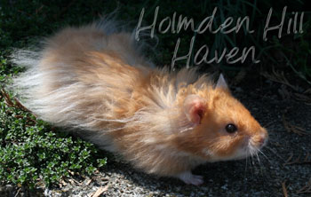 Hurly Burly- Cinnamon Longhaired Syrian Hamster