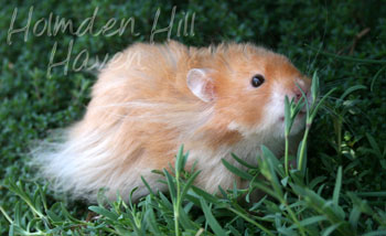 Hurly Burly- Cinnamon Longhaired Syrian Hamster