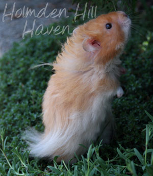 Hurly Burly- Cinnamon Longhaired Syrian Hamster