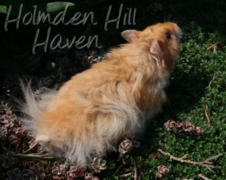 Hurly Burly- Cinnamon Longhaired Syrian Hamster