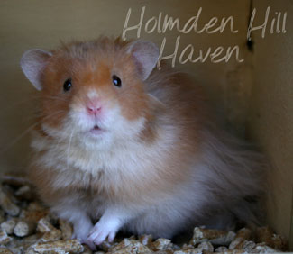 Hurly Burly- Cinnamon Longhaired Syrian Hamster