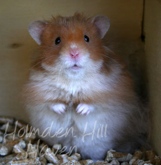 Hurly Burly- Cinnamon Longhaired Syrian Hamster