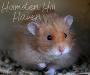 Hurly Burly- Cinnamon Longhaired Syrian Hamster