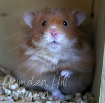 Hurly Burly- Cinnamon Longhaired Syrian Hamster