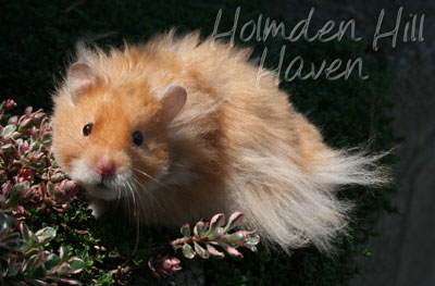 Hurly Burly- Cinnamon Longhaired Syrian Hamster