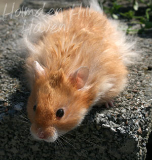 Hurly Burly- Cinnamon Longhaired Syrian Hamster