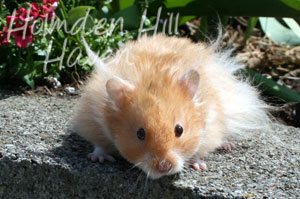 Hurly Burly- Cinnamon Longhaired Syrian Hamster