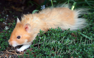 Hurly Burly- Cinnamon Longhaired Syrian Hamster