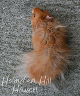 Hurly Burly- Cinnamon Longhaired Syrian Hamster