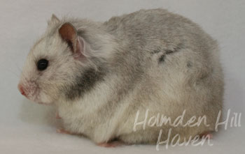 Koala- Silver Grey Tortoiseshell Longhaired Syrian Hamster