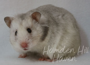 grey and white hamster