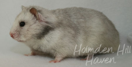 Koala- Silver Grey Tortoiseshell Longhaired Syrian Hamster